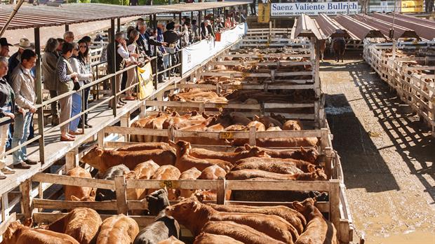 Mejoras en el precio de la hacienda