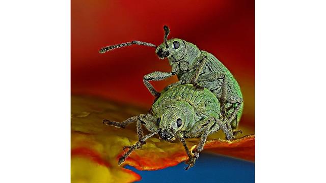 Décimo puesto del Nikon Small World 2017