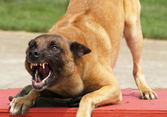 Accidente por perros en Las Parejas